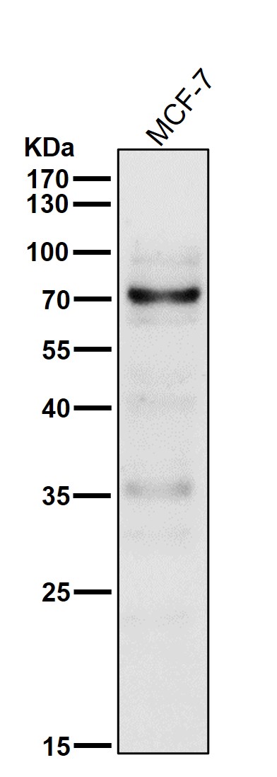 1 - Anti-p73 Rabbit Monoclonal Antibody ABO13253