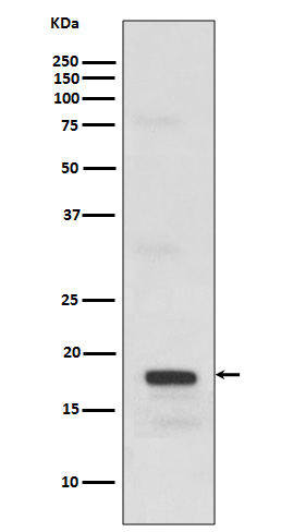 1 - Anti-SCF Rabbit Monoclonal Antibody ABO13254