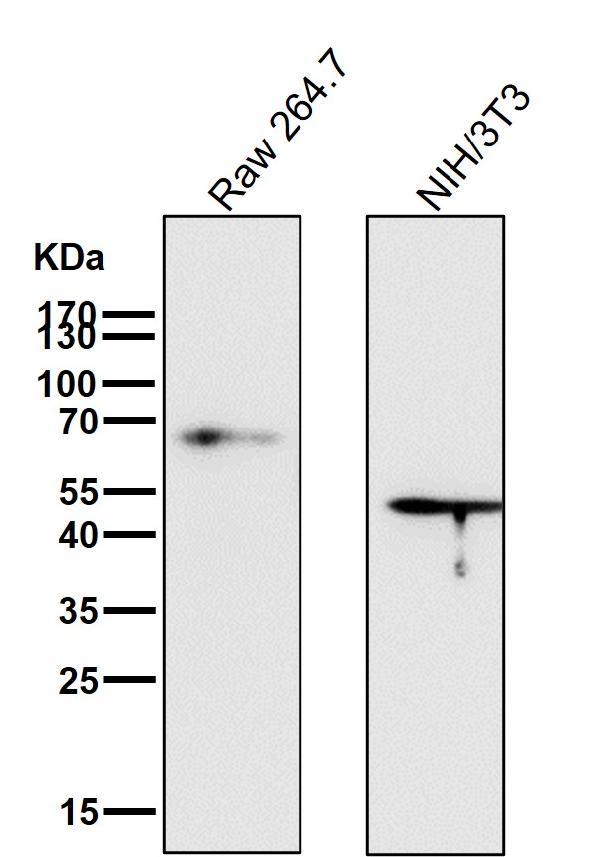 1 - Anti-p63 TP63 Rabbit Monoclonal Antibody ABO13256