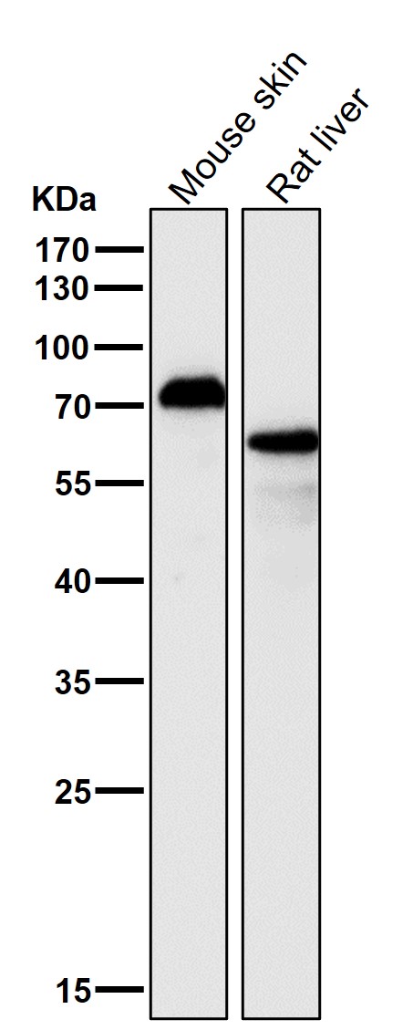 1 - Anti-p63 TP63 Rabbit Monoclonal Antibody ABO13256