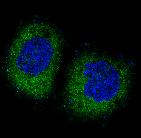 3 - Anti-PKR EIF2AK2 Rabbit Monoclonal Antibody ABO13257