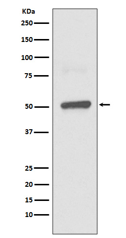 1 - Anti-BPI Rabbit Monoclonal Antibody ABO13258