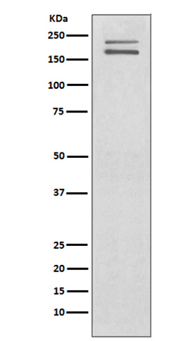 1 - Anti-Ret Rabbit Monoclonal Antibody ABO13260