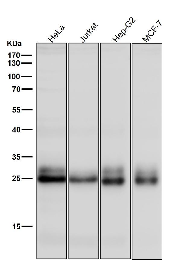 1 - Anti-Rho RHOA Rabbit Monoclonal Antibody ABO13262
