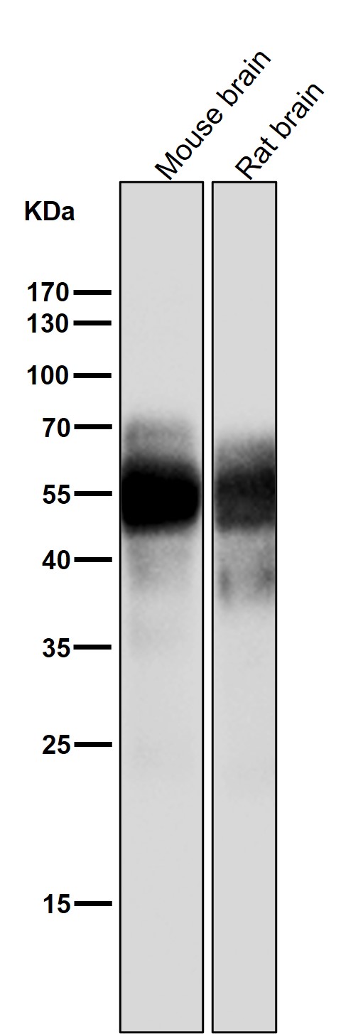 1 - Anti-Tau MAPT Rabbit Monoclonal Antibody ABO13264