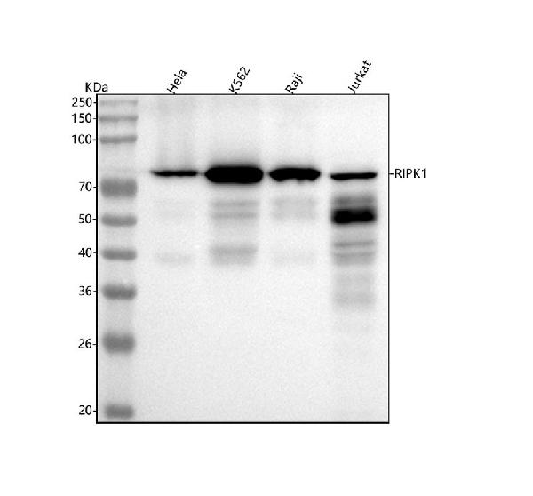 1 - Anti-RIP RIPK1 Rabbit Monoclonal Antibody ABO13265