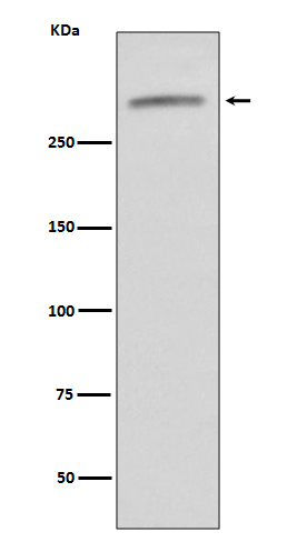 1 - Anti-VWF/Von Willebrand Factor Rabbit Monoclonal Antibody ABO13266