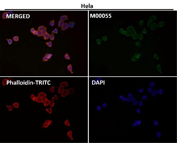 1 - Anti-Fas/Cd95 Rabbit Monoclonal Antibody ABO13267