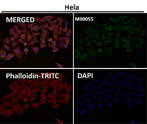 1 - Anti-Fas/Cd95 Rabbit Monoclonal Antibody ABO13267