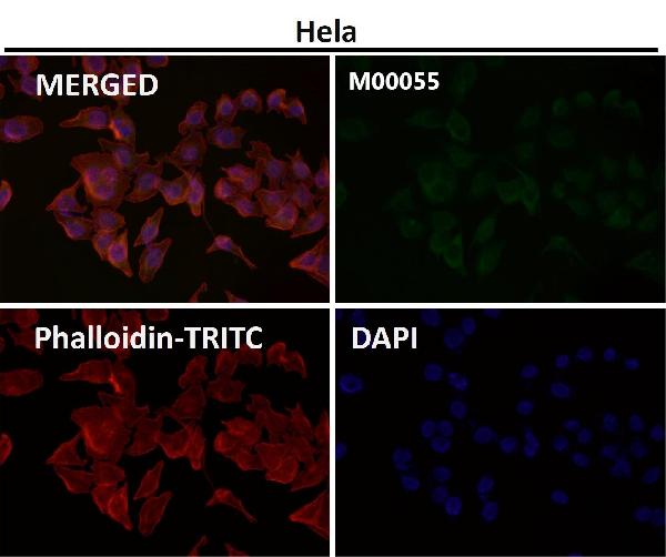 1 - Anti-Fas/Cd95 Rabbit Monoclonal Antibody ABO13267