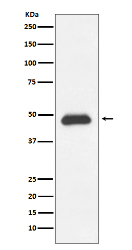 1 - Anti-Fas/Cd95 Rabbit Monoclonal Antibody ABO13267