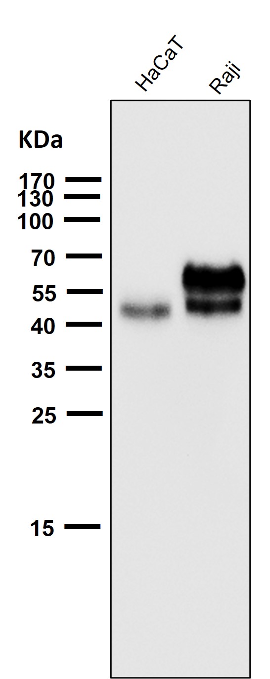 1 - Anti-Fas/Cd95 Rabbit Monoclonal Antibody ABO13267