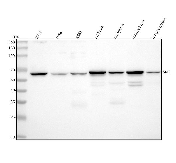 1 - Anti-Src Rabbit Monoclonal Antibody ABO13268