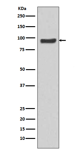 1 - Anti-SP1 Rabbit Monoclonal Antibody ABO13270