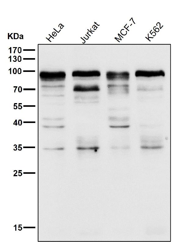 1 - Anti-SP1 Rabbit Monoclonal Antibody ABO13270