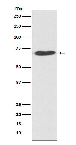 1 - Anti-PDI PDIA2 Rabbit Monoclonal Antibody ABO13273