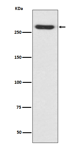 1 - Anti-NG2 CSPG4 Rabbit Monoclonal Antibody ABO13276