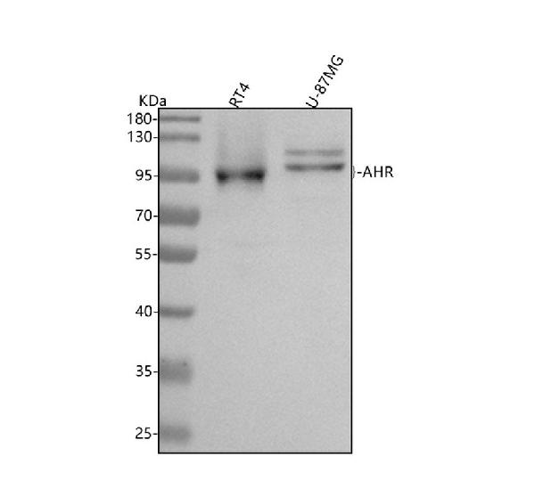 1 - Anti-AhR Rabbit Monoclonal Antibody ABO13277