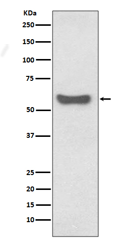 1 - Anti-IgA Rabbit Monoclonal Antibody ABO13278