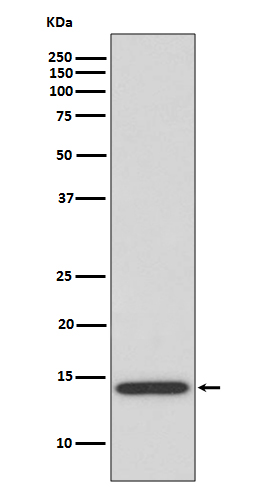 1 - Anti-IL4 Rabbit Monoclonal Antibody ABO13281