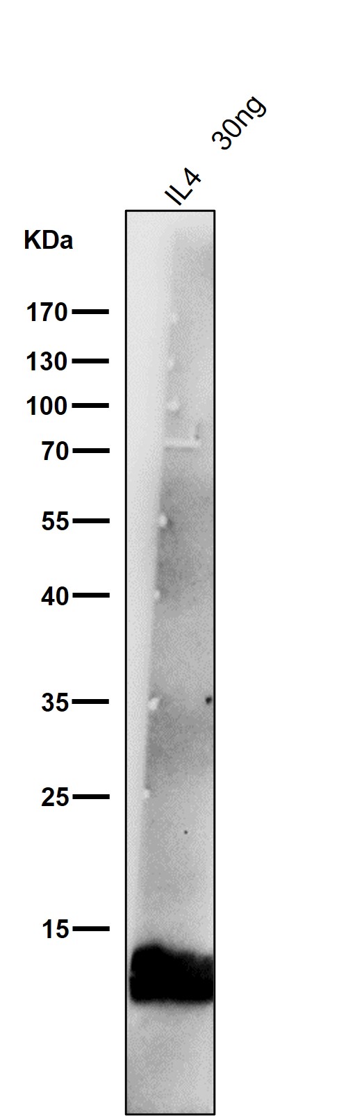 1 - Anti-IL4 Rabbit Monoclonal Antibody ABO13281