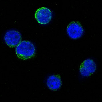 3 - Anti-Bid Rabbit Monoclonal Antibody ABO13282