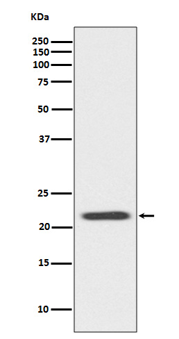 1 - Anti-Bid Rabbit Monoclonal Antibody ABO13282