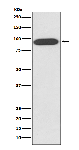 1 - Anti-VCP Rabbit Monoclonal Antibody ABO13283