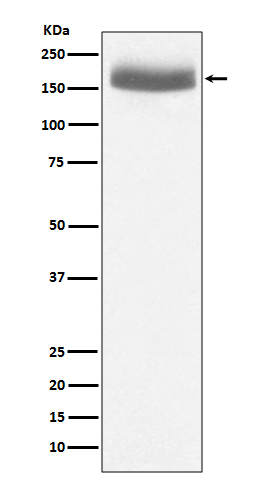 1 - Anti-EGF Rabbit Monoclonal Antibody ABO13285