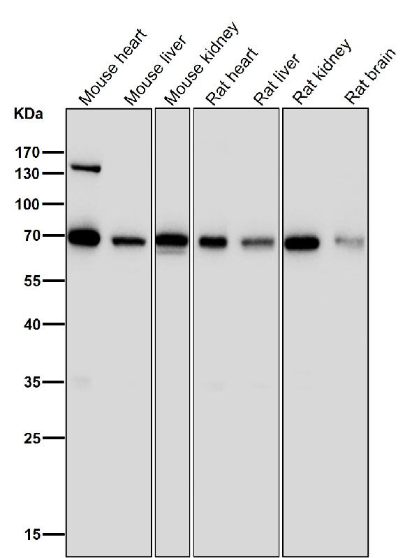 1 - Anti-PML Rabbit Monoclonal Antibody ABO13287