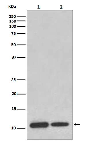 1 - Anti-MIF Rabbit Monoclonal Antibody ABO13288