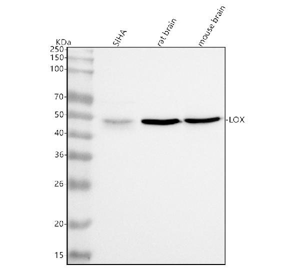 1 - Anti-LOX Rabbit Monoclonal Antibody ABO13289