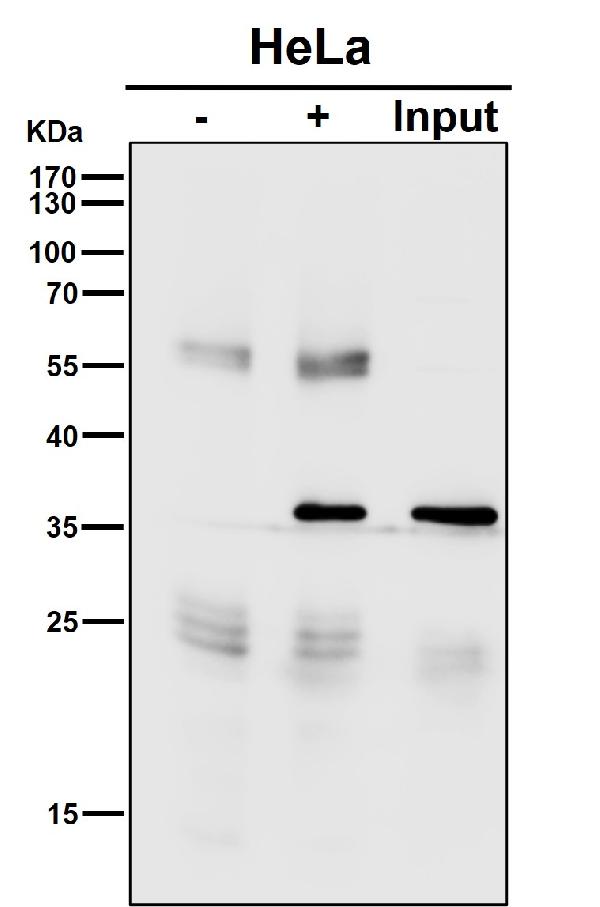 1 - Anti-PCNA Rabbit Monoclonal Antibody ABO13291