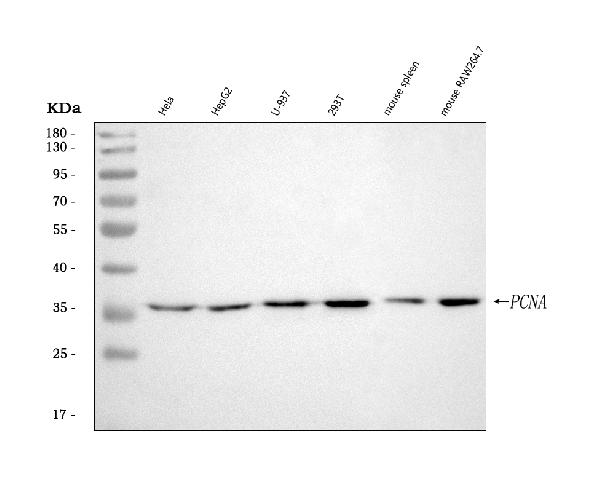 1 - Anti-PCNA Rabbit Monoclonal Antibody ABO13291