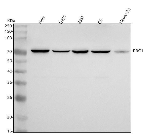 1 - Anti-PRC1 Rabbit Monoclonal Antibody ABO13293