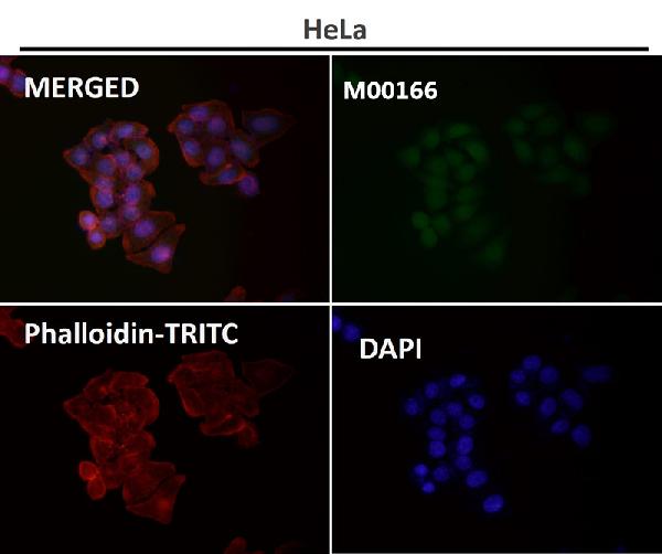 1 - Anti-CDK2 Rabbit Monoclonal Antibody ABO13294
