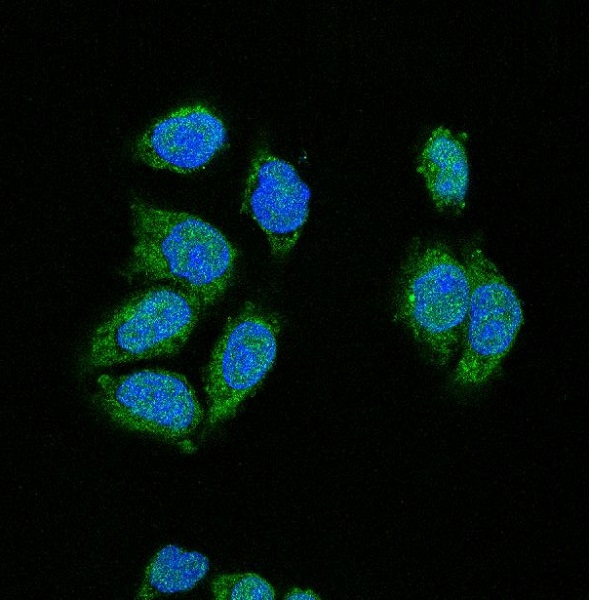 3 - Anti-CDK2 Rabbit Monoclonal Antibody ABO13294