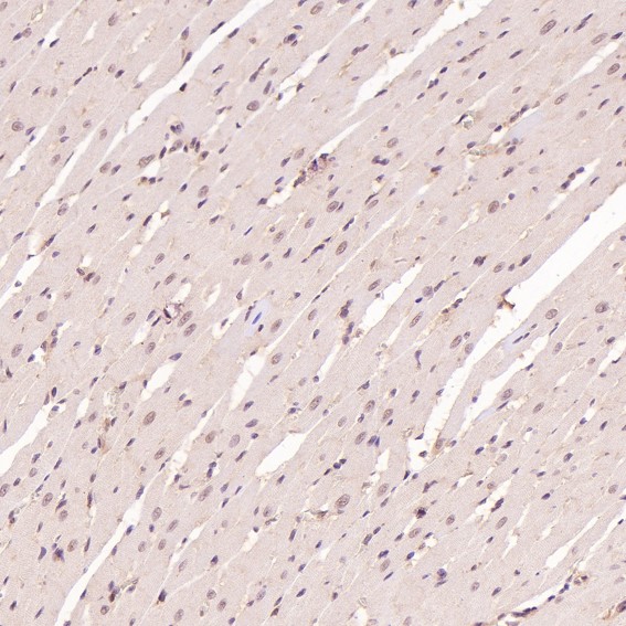 2 - Anti-CDK2 Rabbit Monoclonal Antibody ABO13294