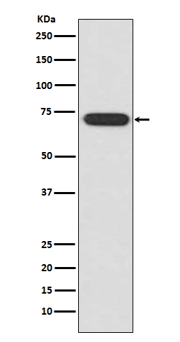 1 - Anti-ATF2 Rabbit Monoclonal Antibody ABO13295