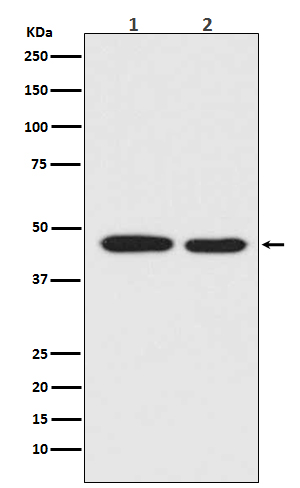1 - Anti-MEK1 MAP2K1 Rabbit Monoclonal Antibody ABO13296