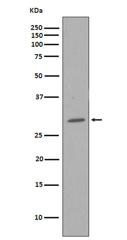 1 - Anti-CDK1/Cdc2 Rabbit Monoclonal Antibody ABO13298