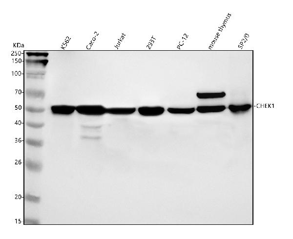 1 - Anti-Chk1 CHEK1 Rabbit Monoclonal Antibody ABO13299