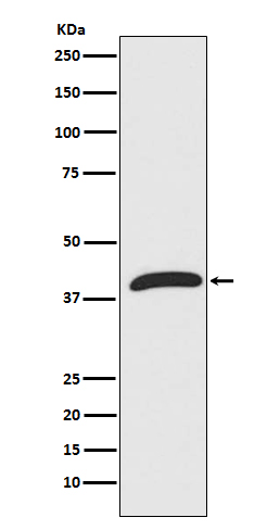 1 - Anti-ERK1 MAPK3 Rabbit Monoclonal Antibody ABO13301