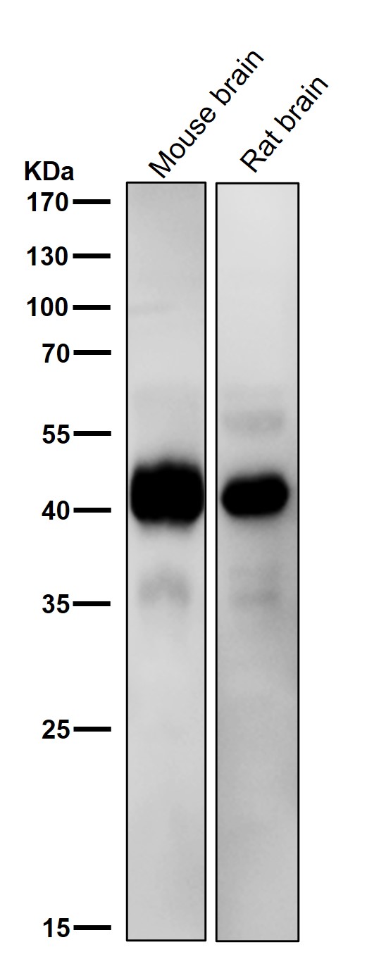 1 - Anti-ERK1 MAPK3 Rabbit Monoclonal Antibody ABO13301