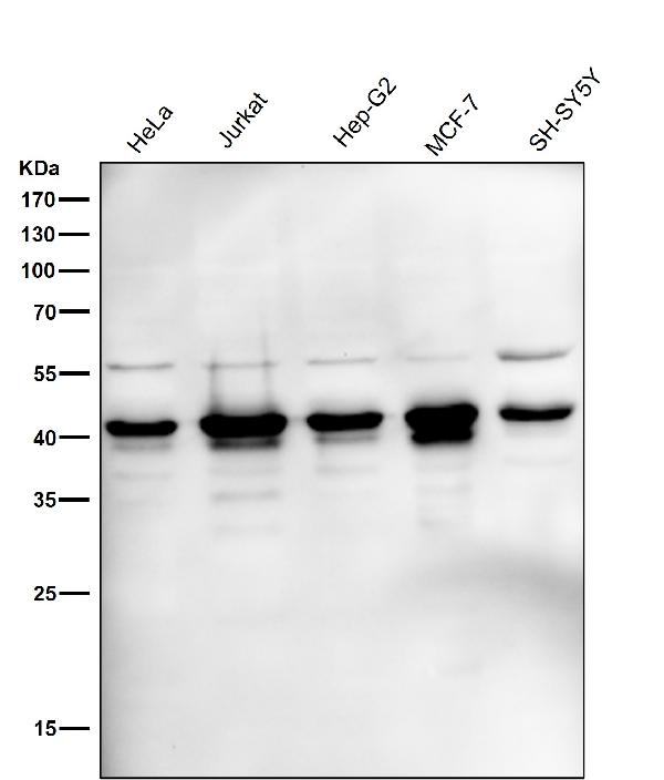 1 - Anti-ERK1 MAPK3 Rabbit Monoclonal Antibody ABO13301