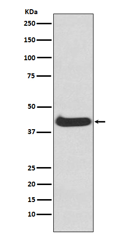 1 - Anti-ERK1 MAPK3 Rabbit Monoclonal Antibody ABO13303