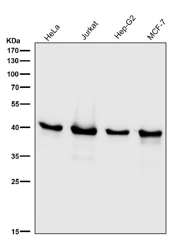 1 - Anti-ERK1 MAPK3 Rabbit Monoclonal Antibody ABO13303