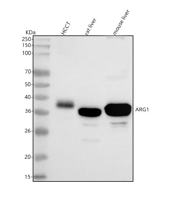 1 - Anti-ARG1/Arginase 1 Rabbit Monoclonal Antibody ABO13304