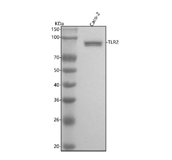 1 - Anti-TLR2 Rabbit Monoclonal Antibody ABO13305