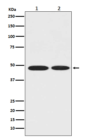 1 - Anti-ENO1/Alpha Enolase Rabbit Monoclonal Antibody ABO13306